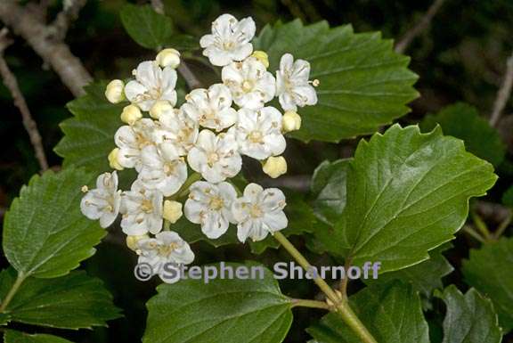 viburnum ellipticum 1 graphic